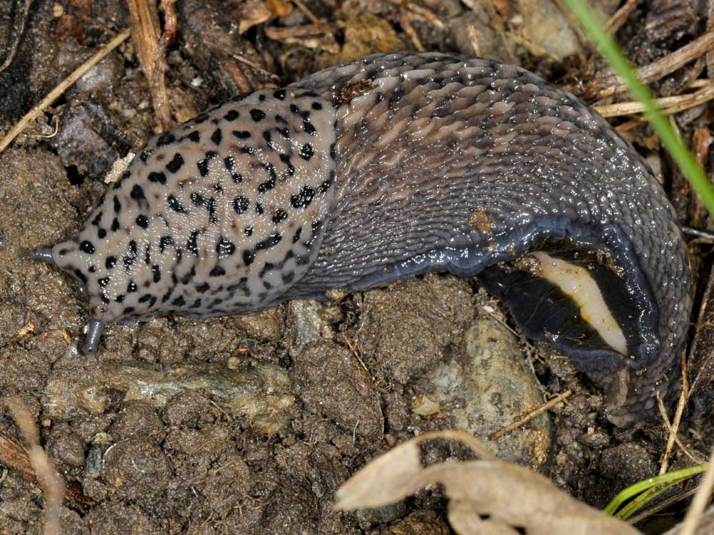 Limax cf. subalpinus da  Avigliana (TO)